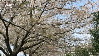 地味で目立たない