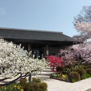 周りに咲く桃と桜が見事！