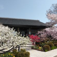 桃の花や桜が見頃でした。