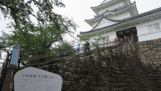 紫陽花が雨に映えていました