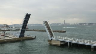 運良く跳ねるところが見えました