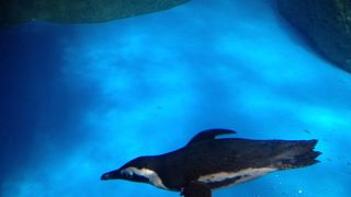 規模は小さいですが。