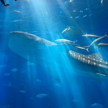 ジンベイザメは大きかった