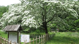 ヒトツバタゴ自生地 (天然記念物)