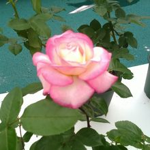 縁取りのあるバラ