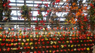 すごい数のベゴニアに圧巻