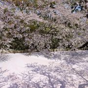 桜が一番きれいなエリア