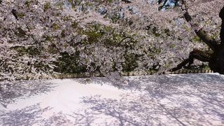 桜が一番きれいなエリア
