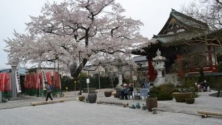 桜の名所の大光寺。満開でした。立派な桜の木は必見。