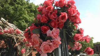 春バラが美しい