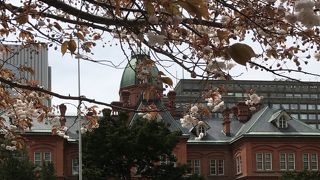 桜の咲く「道庁」