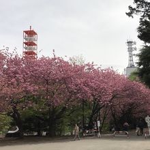 桜並木