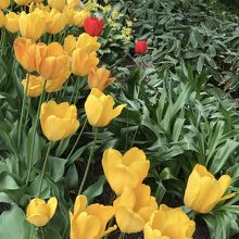 チューリップ