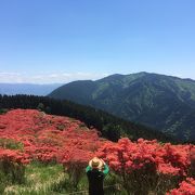 今年はつつじの満開の時期にこれました