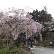 桜が満開でとても綺麗でした☆