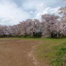 桜が満開でした。