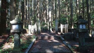 杉並木の向こう