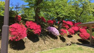 ツツジも綺麗♪