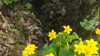 春の色トリドリのお花 