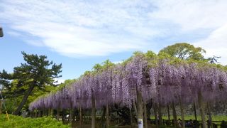 ＧＷ、見頃でした