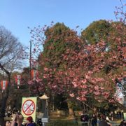 桜祭り