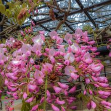 ピンクは　きれいに咲いています