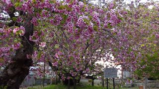 立派な桜です。
