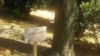 銀座京橋のシンボルの柳です。