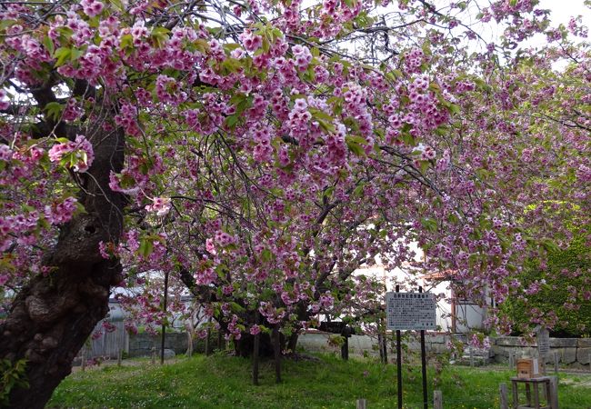 立派な桜です。