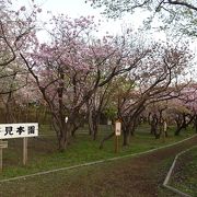 色んな種類の桜が