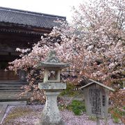 蝦夷霞桜のある