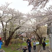 真人公園さくらまつり