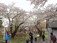 真人公園さくらまつり