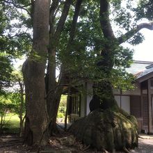 境内の大木