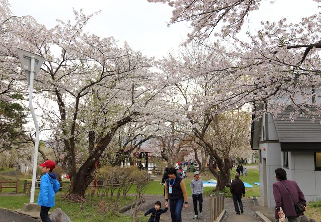 真人公園さくらまつり