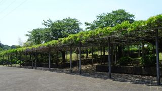 大石寺の近く下之坊