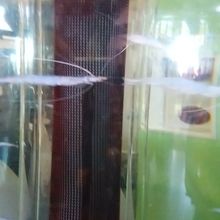 白エビが泳ぐ姿