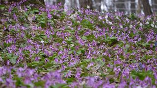 さすが北海道随一のカタクリの群生地