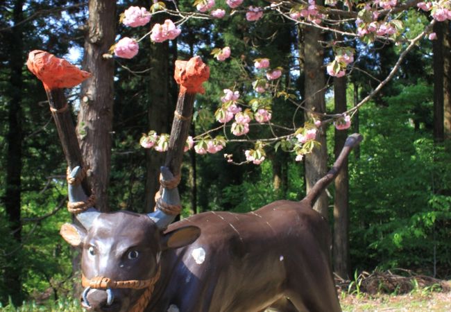 古戦場の八重桜は見ごろでした。
