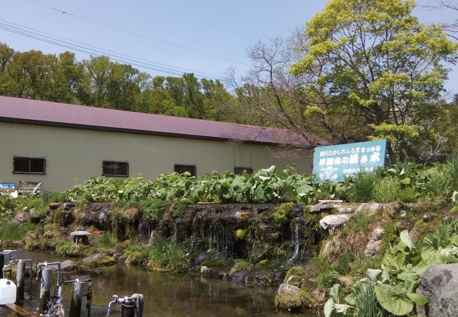 羊蹄山の湧き水 クチコミ アクセス 営業時間 真狩 京極 フォートラベル
