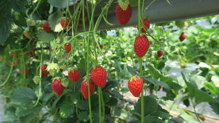 JA信州うえだ塩田東山観光農園