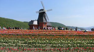 予想以上にすごかったチューリップ畑
