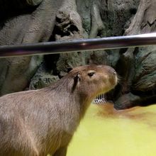 ほんわか ほっこりカピバラショー By バルセロナ 竹島水族館のクチコミ フォートラベル