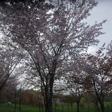 2017年5月13日に満開だった桜の木の様子