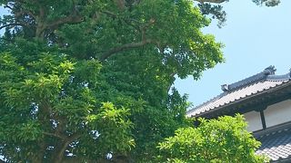 でっかいイブキがあります