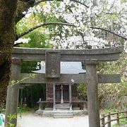 神社のお蔭；桜を見ながら流れています