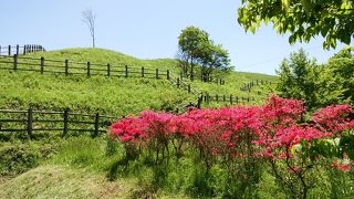 スズランの自生地