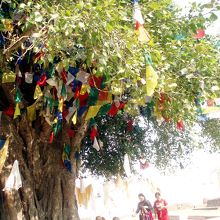 仏陀の生誕地ルンビニ