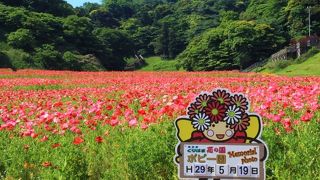 シャーレーポピーが満開でした