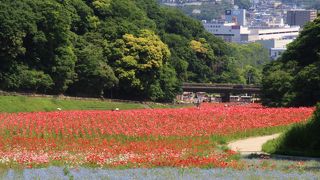 色とりどりのシャーレーポピーがとても綺麗